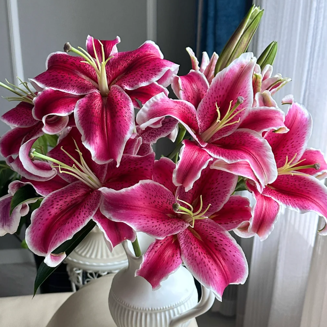 【3头-黑美人/银边卡瓦娜-浓香】红色单瓣香水百合颜值高家居鲜花