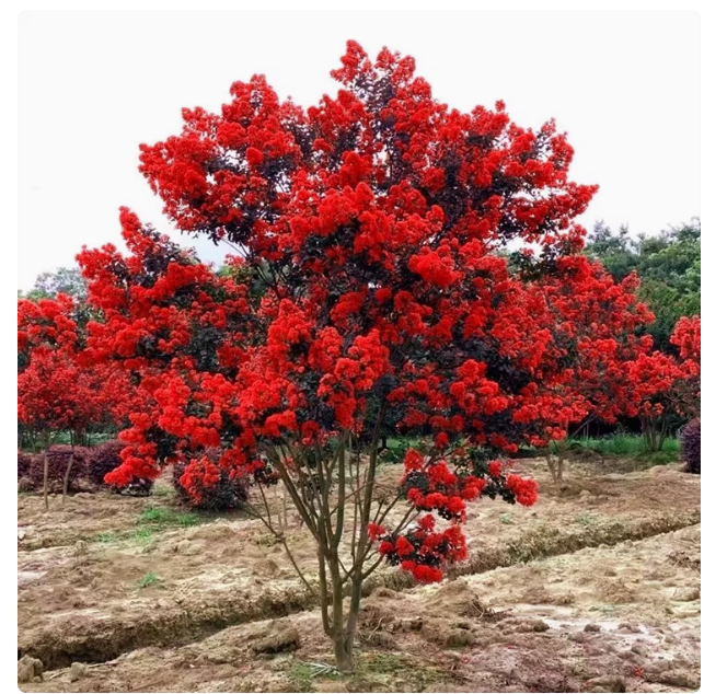 进口红火箭天鹅绒紫薇小叶玫瑰红庭院别墅盆栽地栽风景树