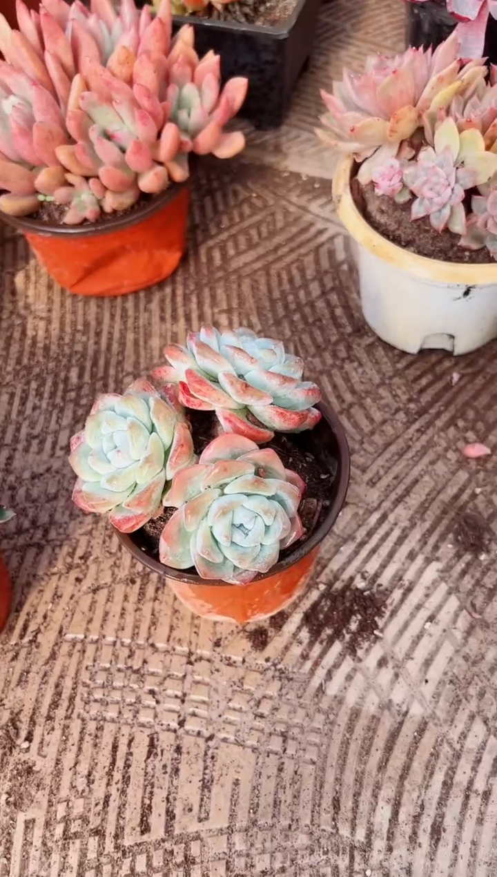 岁**好多肉植物一物一拍29025