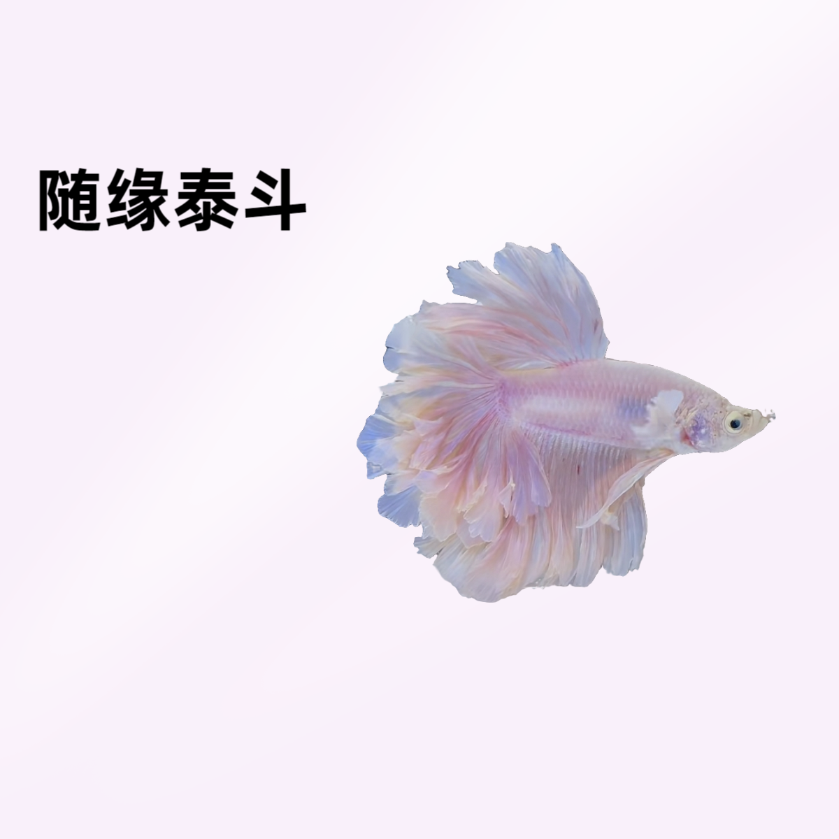 B9（193-216）随缘泰斗小型热带观赏鱼（直播间选鱼）