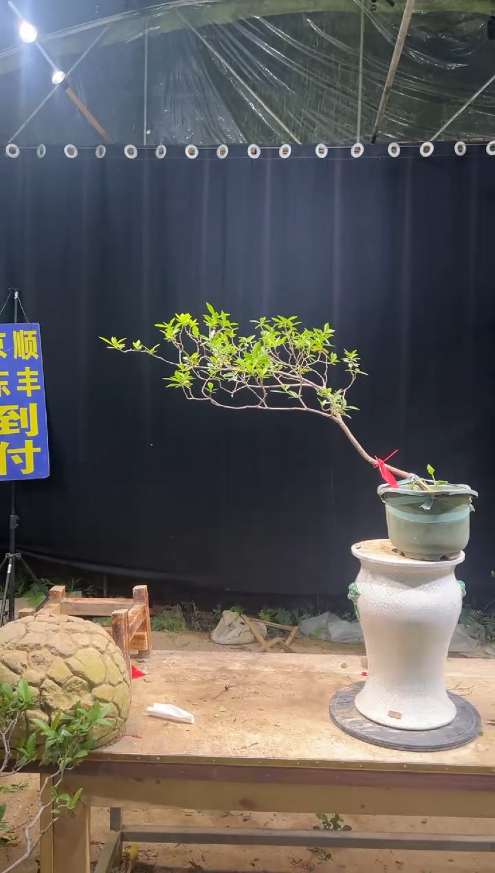 完全开放恺*哥海岛栀子花