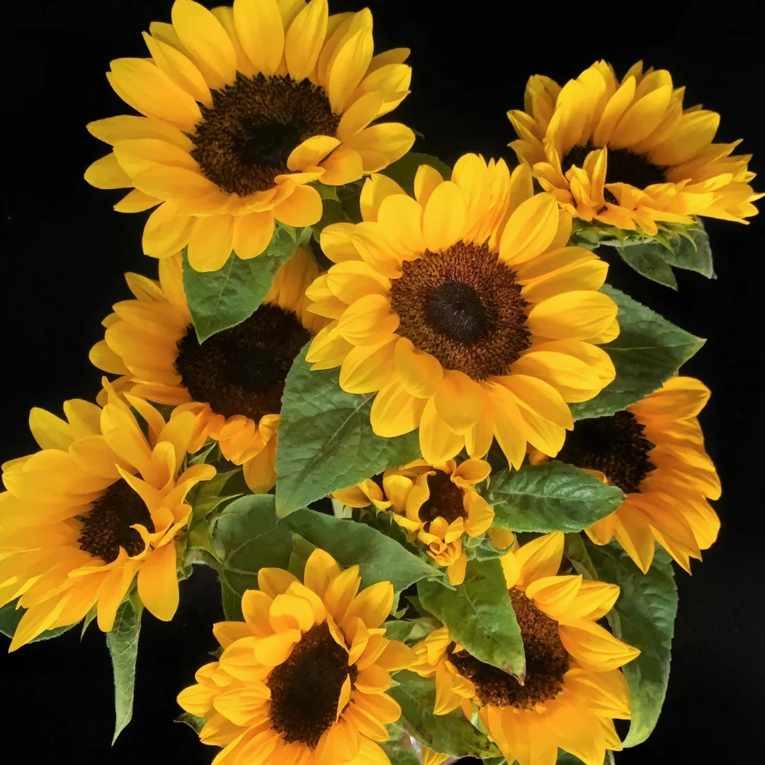 【源头优选】向日葵云南直发鲜花家居客厅插花水养鲜花直播卖花