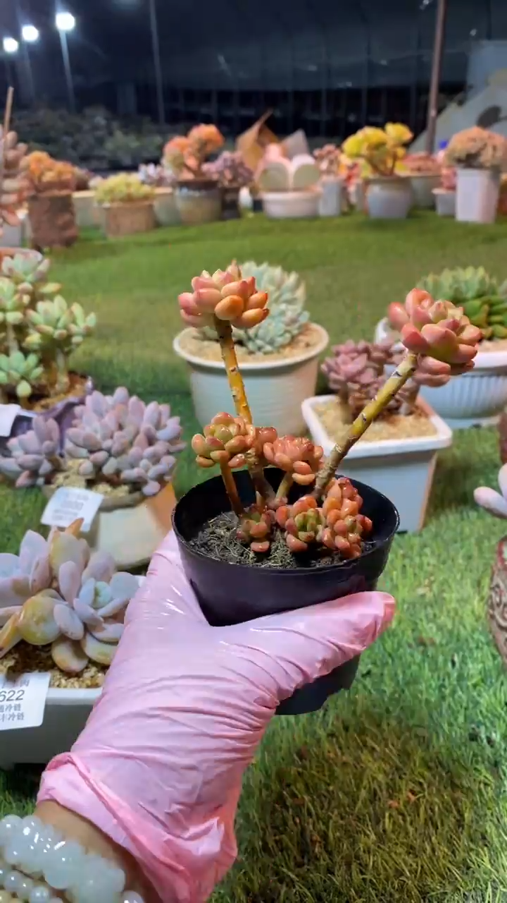 0623（满28包邮发货）