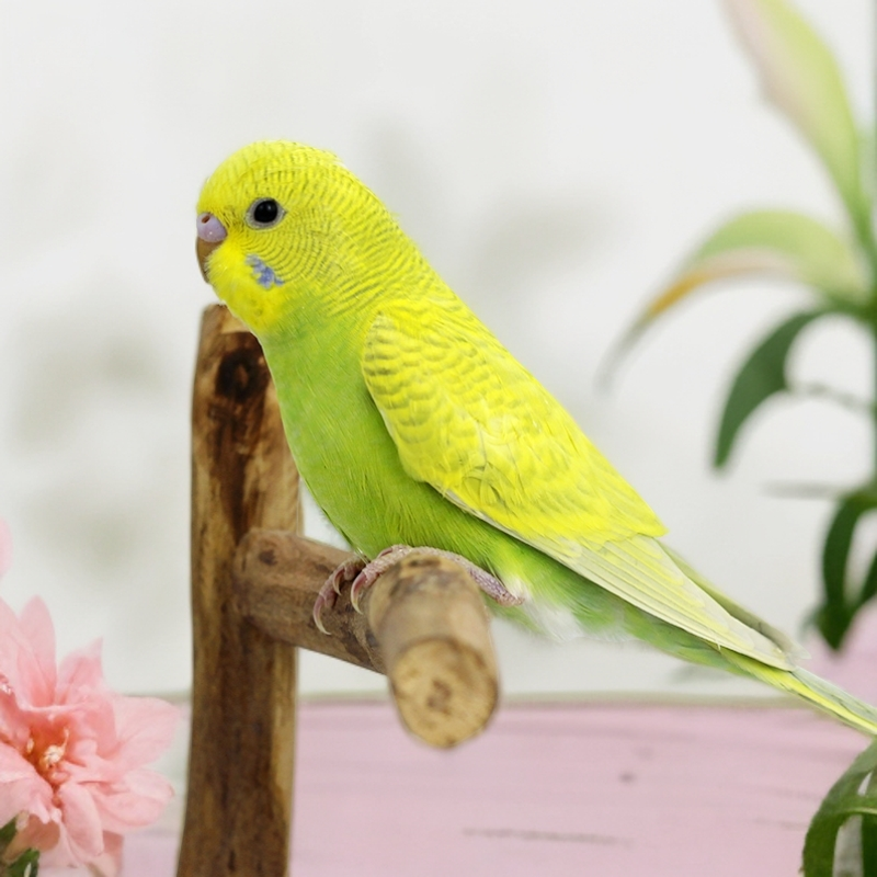 【幼鸟】单只鹦鹉活鸟 小鸟活鸟虎皮鹦鹉活物鸟类宠物