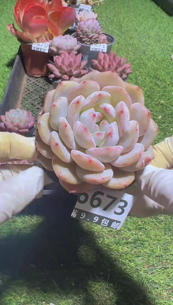 【闪购商品】信福多肉一物一拍