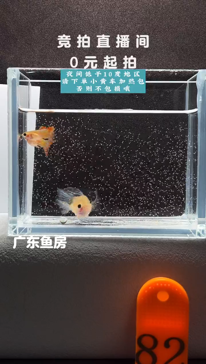 孔雀鱼蓝水晶玻璃猫C一对编号82