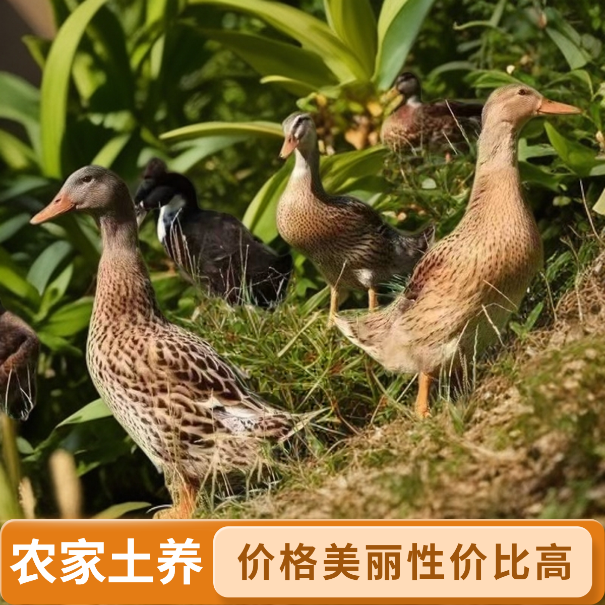 【精选三只】自然散养土麻鸭新鲜宰杀五谷喂养顺丰包邮无掌翅无内脏