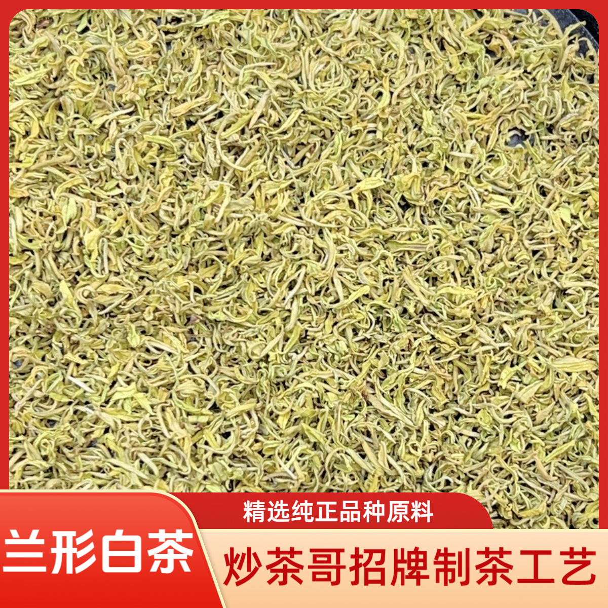 【特级手工奶芽】2025安吉奶白茶明前头采