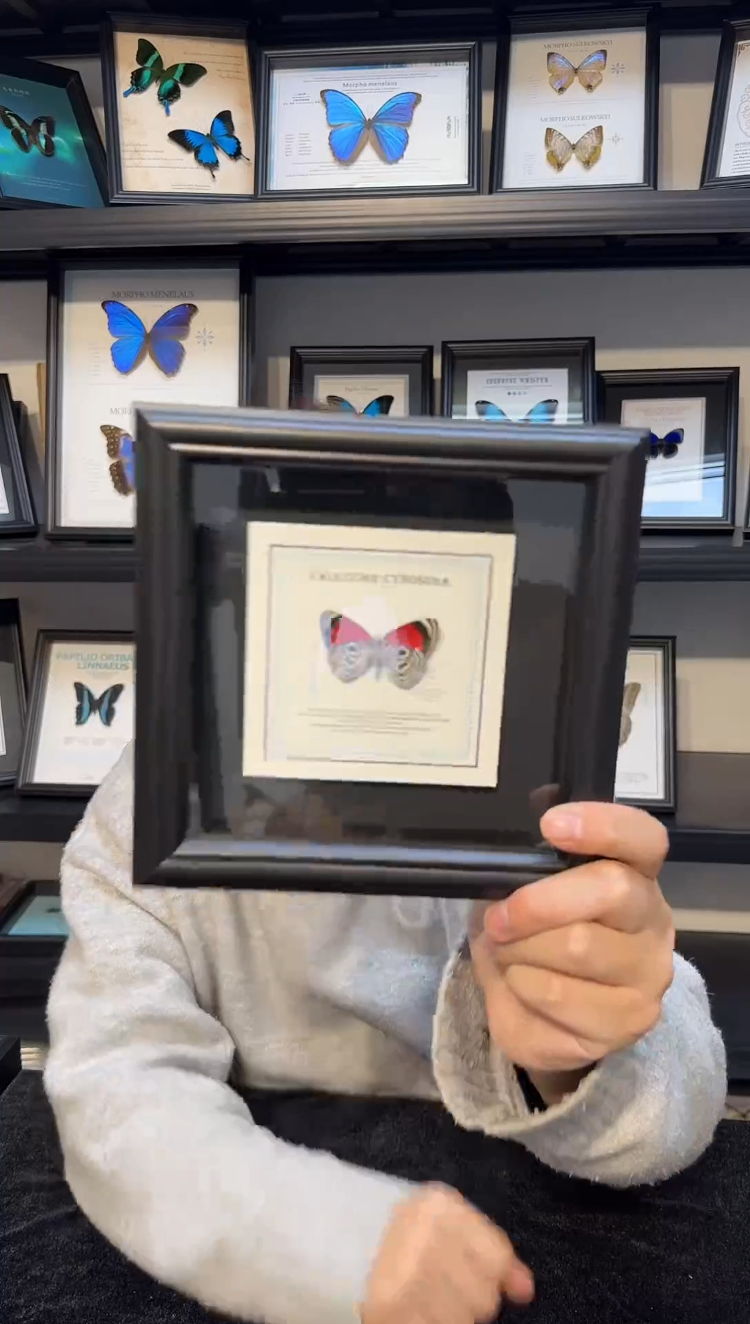 玻璃真实蝴蝶标本