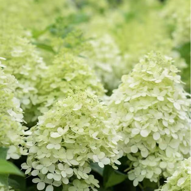 萌木【圆锥绣球】5加仑棒棒糖盆栽多年生绣球花苗开花