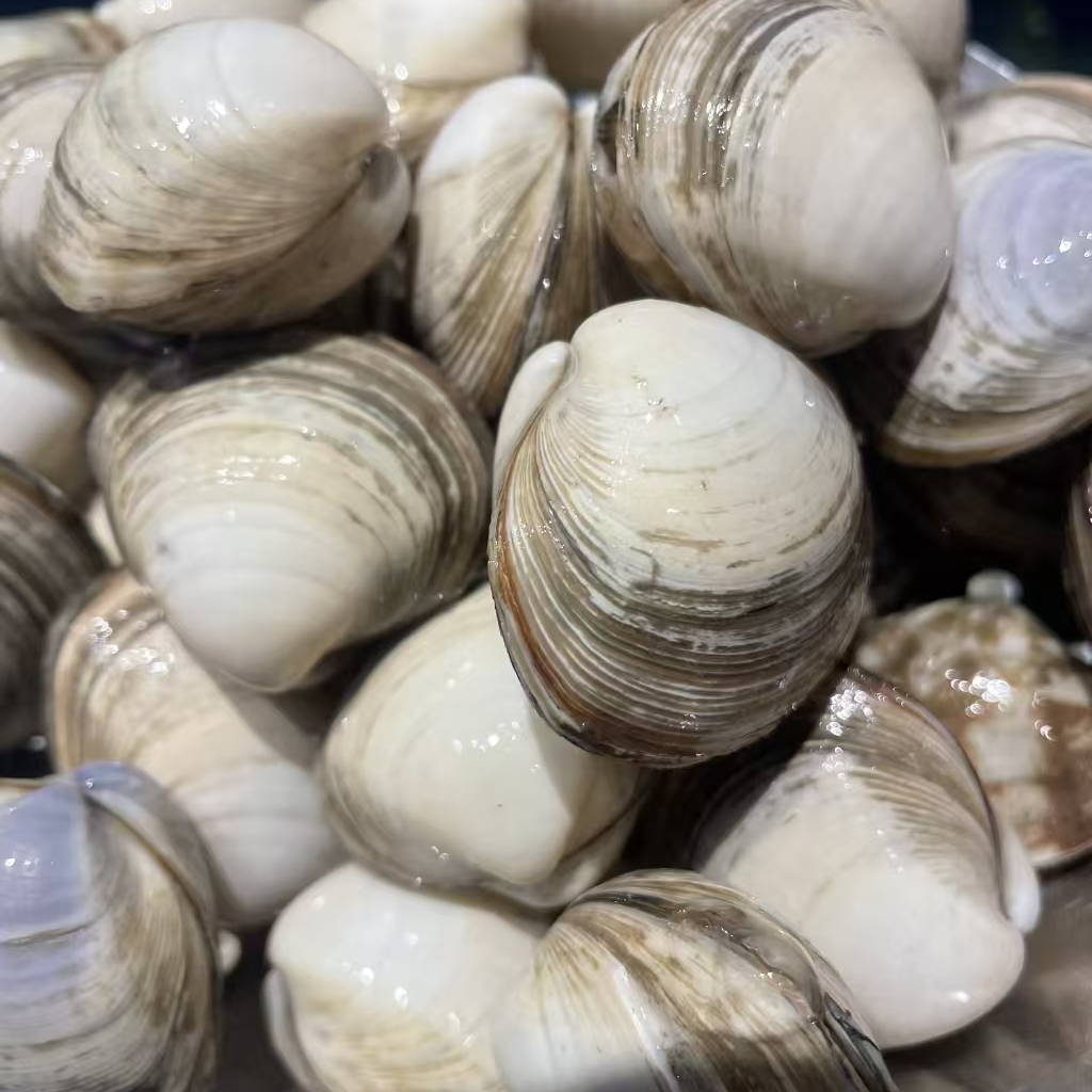 白蚬子东港小船货500g