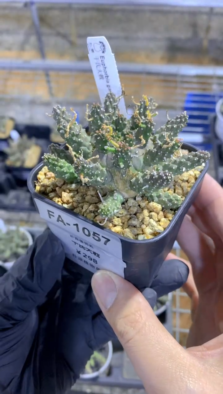 【闪购商品】干式大戟FA-1057