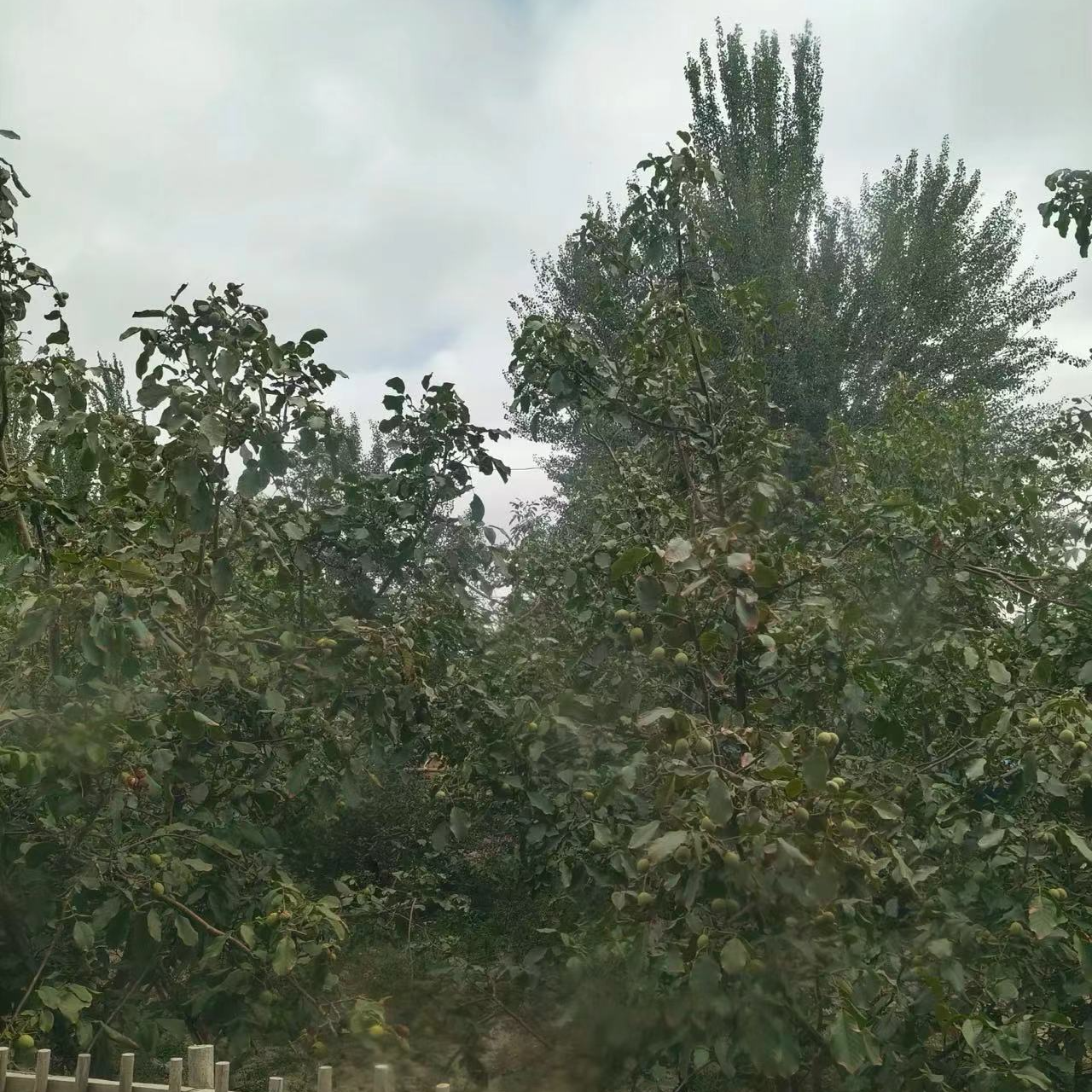 新疆和田大枣无水洗无加工全国包邮