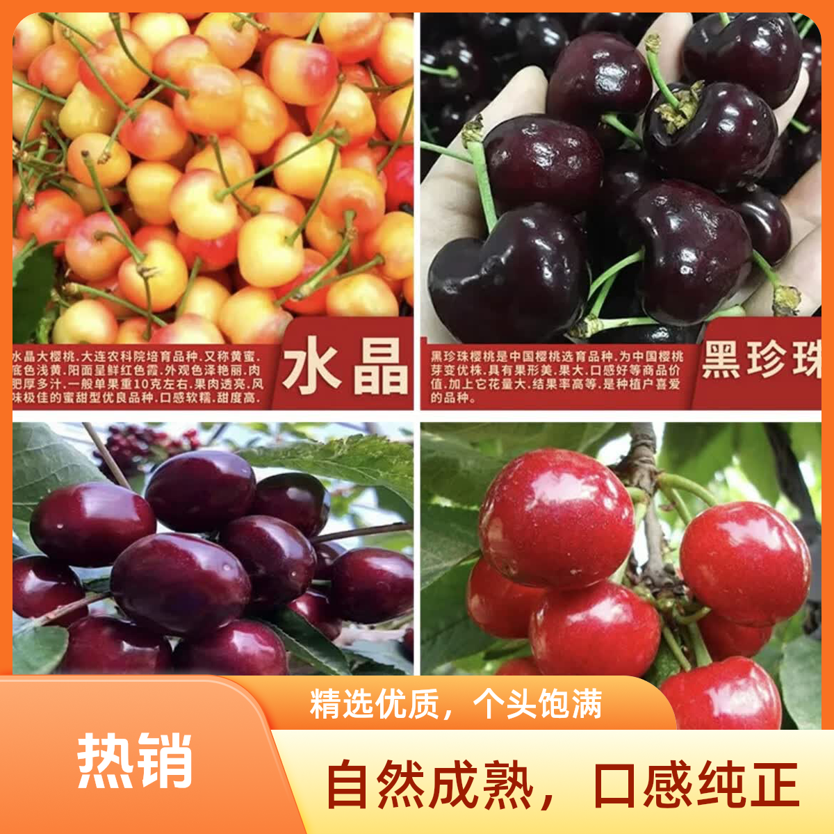 南棠庭院别墅对版车厘子大樱桃黑珍珠修剪售后生长