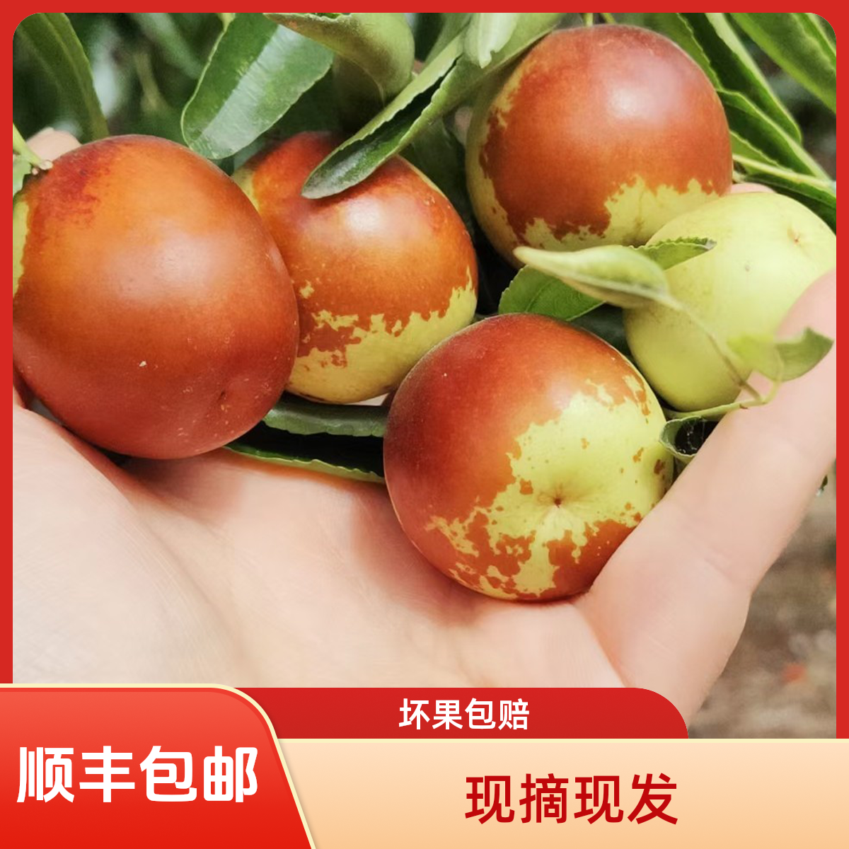 黄骅冬枣5斤包邮【坏果包赔】成熟发货食用冬枣现摘现发