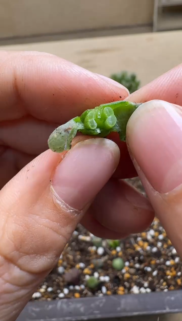 【闪购商品】15-303