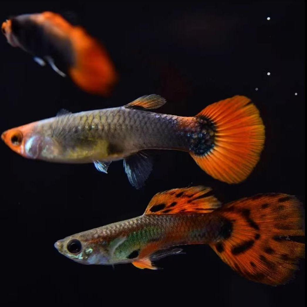 【仙子】红扇孔雀鱼凤尾鱼小型观赏小鱼简单耐活好养热带小鱼练手