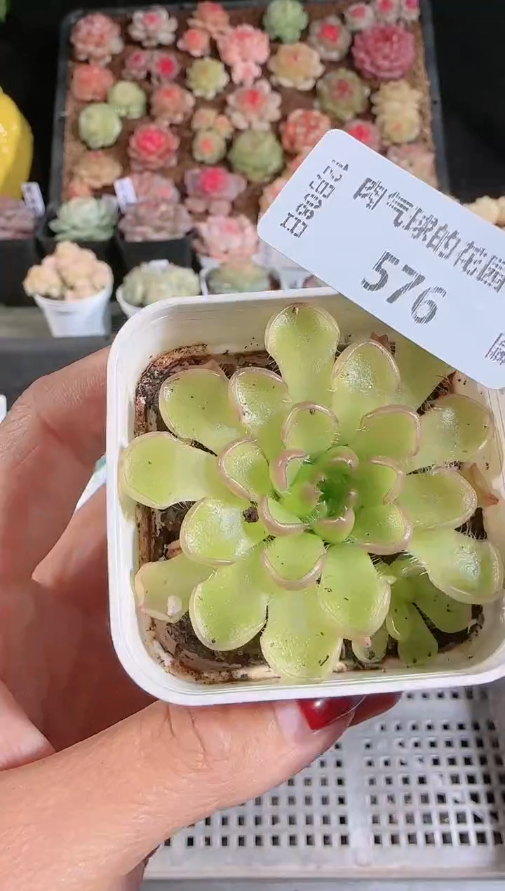 1208-576近藤多肉群生不包整