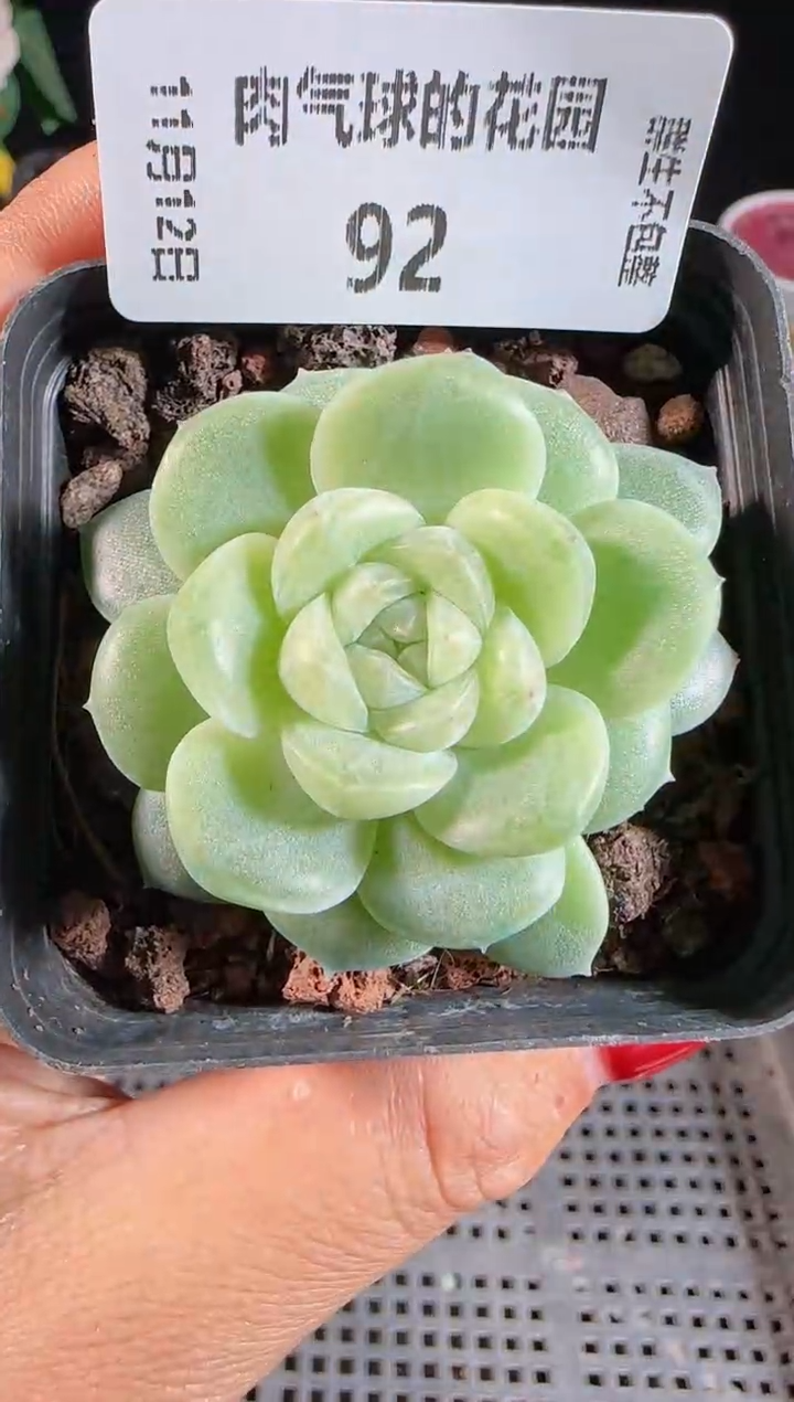 1112-92冰心10群生不包整