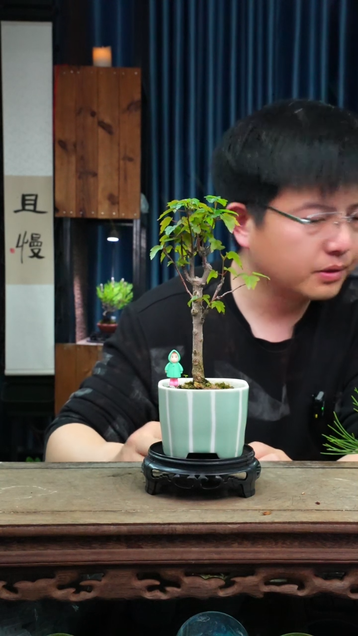 苔藓微景观436号