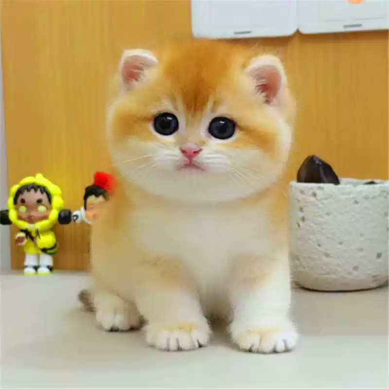 【宠粉福利-每小时炸一只】宠物猫活体金渐层英短猫幼崽幼猫