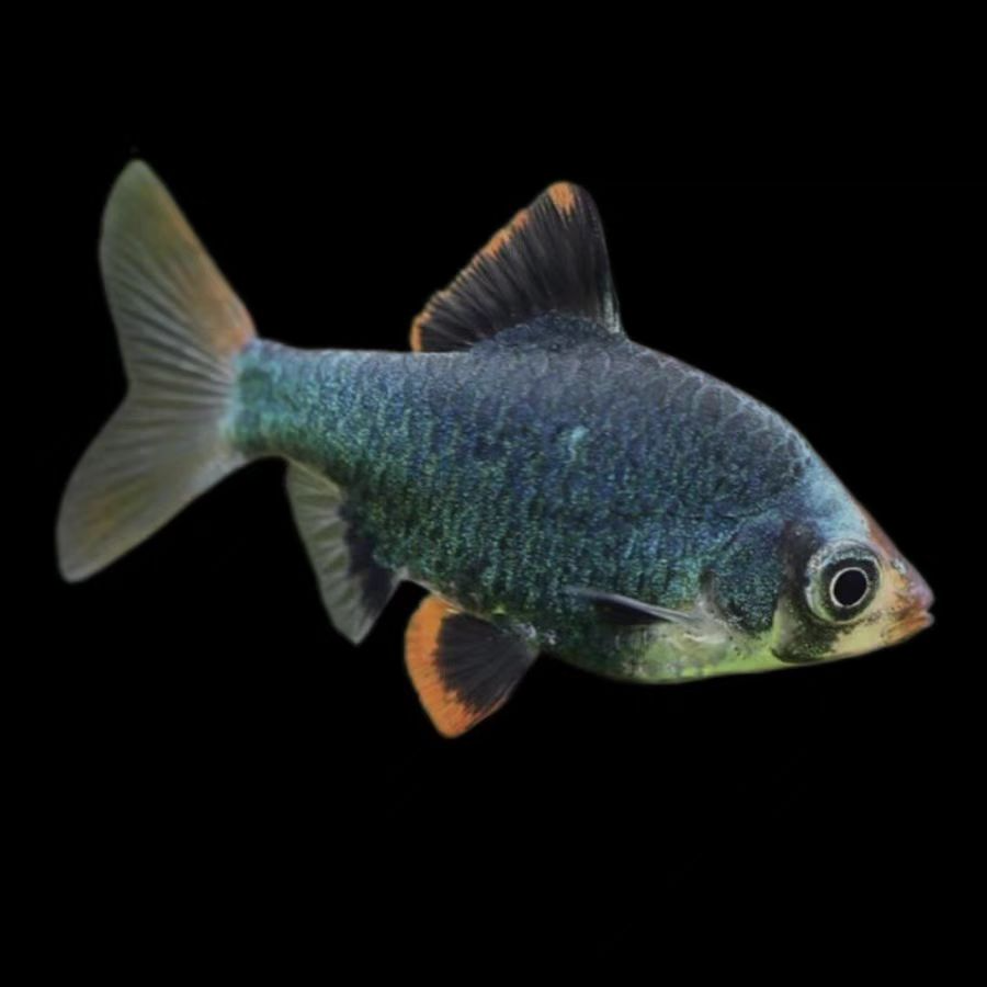 变色虎皮球观赏鱼2条2-3cm(凑3单发货)