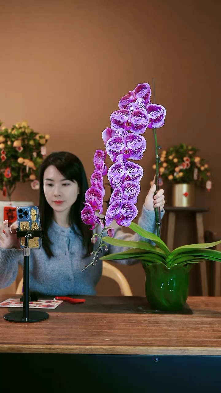 【闪购商品】盆景龙兰