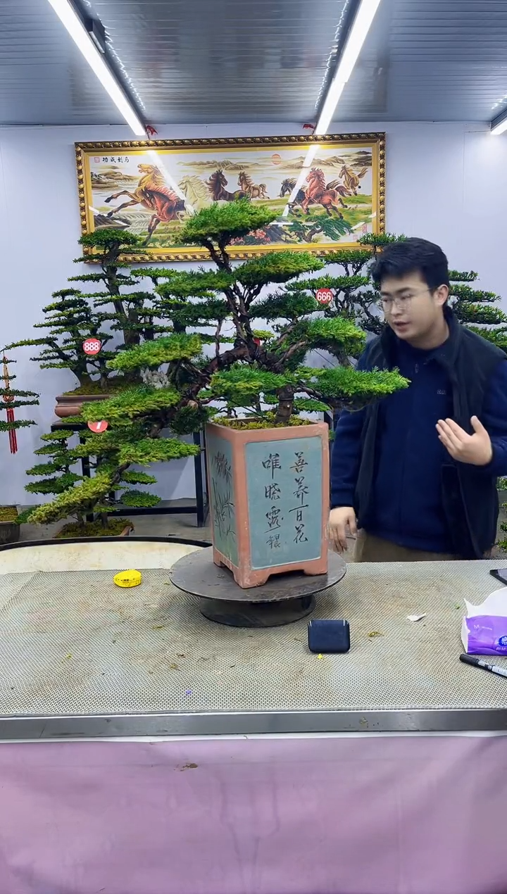 【闪购商品】八斗松/松类活物造型盆景，以直播间截图为啊啊啊