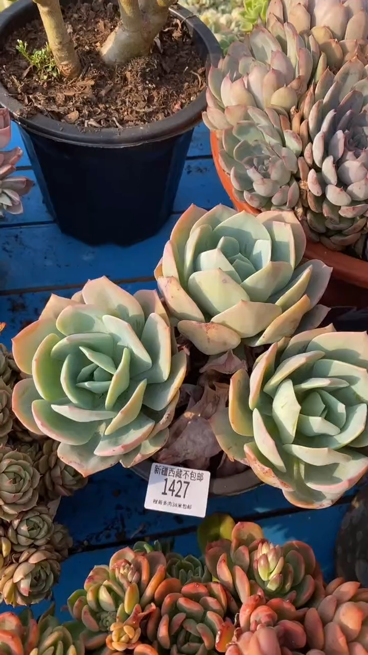 【闪购商品】1427凤 