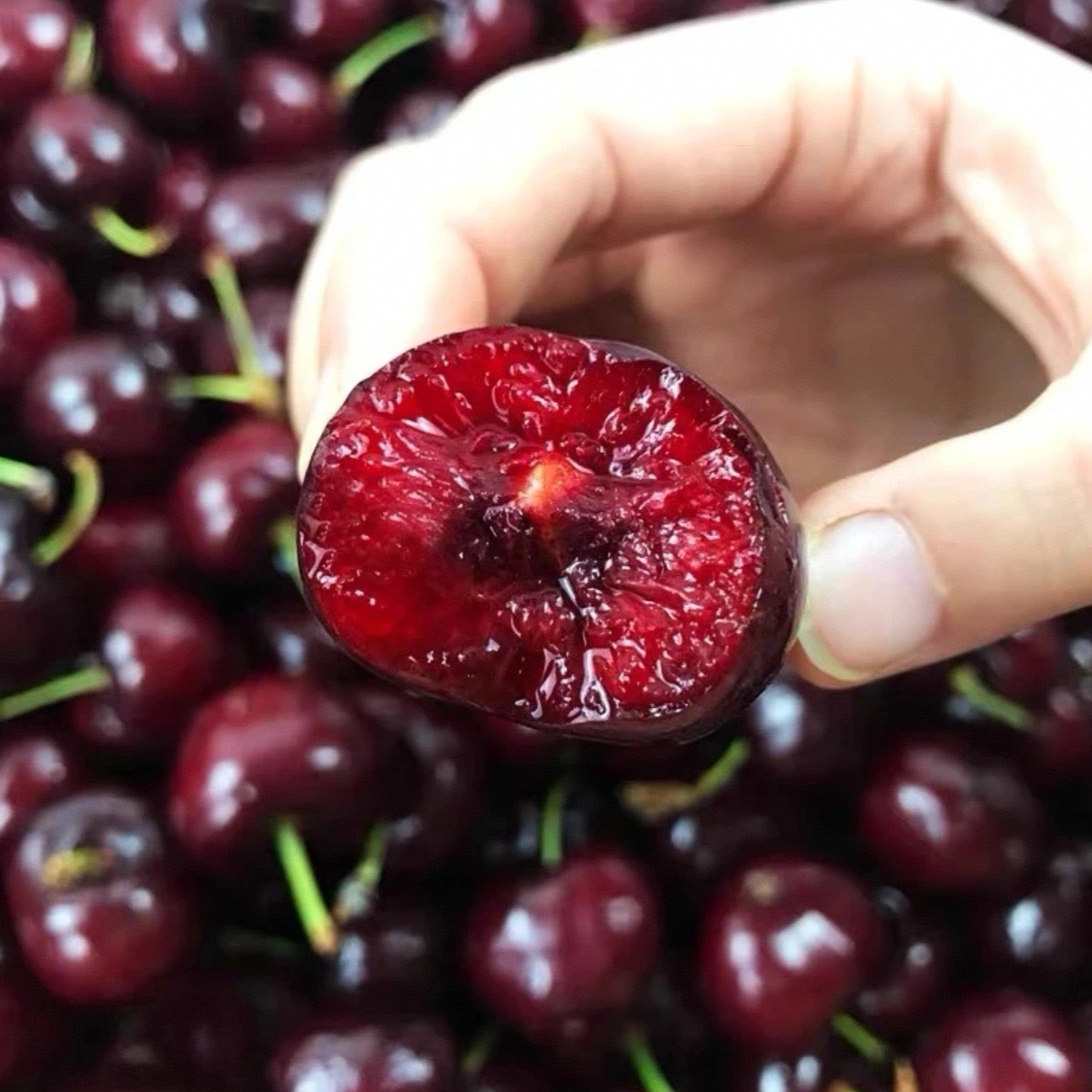 【JJJJ】智利海运甜心JJJJ 5斤原装箱 明日达（内附果径卡）桑提娜樱桃智利共和国