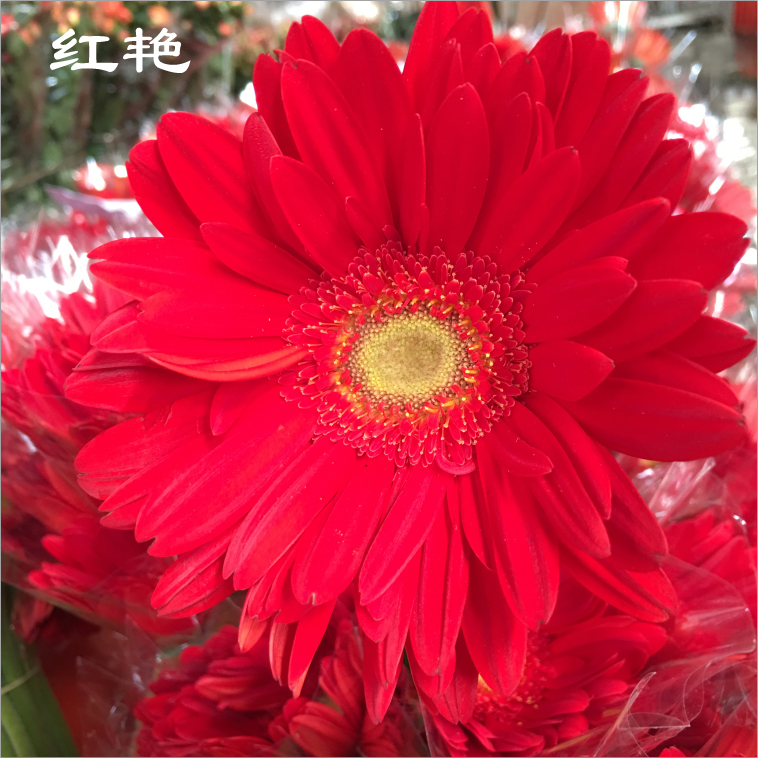 【红艳】非洲菊新鲜鲜花花束云南昆明基地直发速递同城家用花
