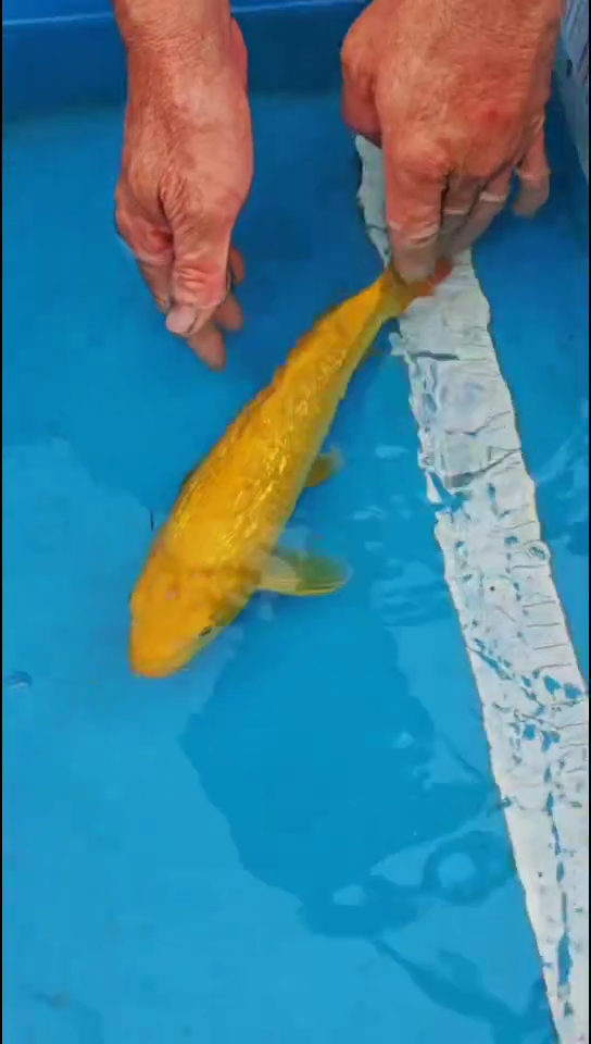 锦鲤10.12号精品好鲤