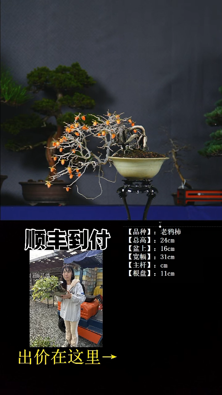 无花朵老鸦柿 不包邮