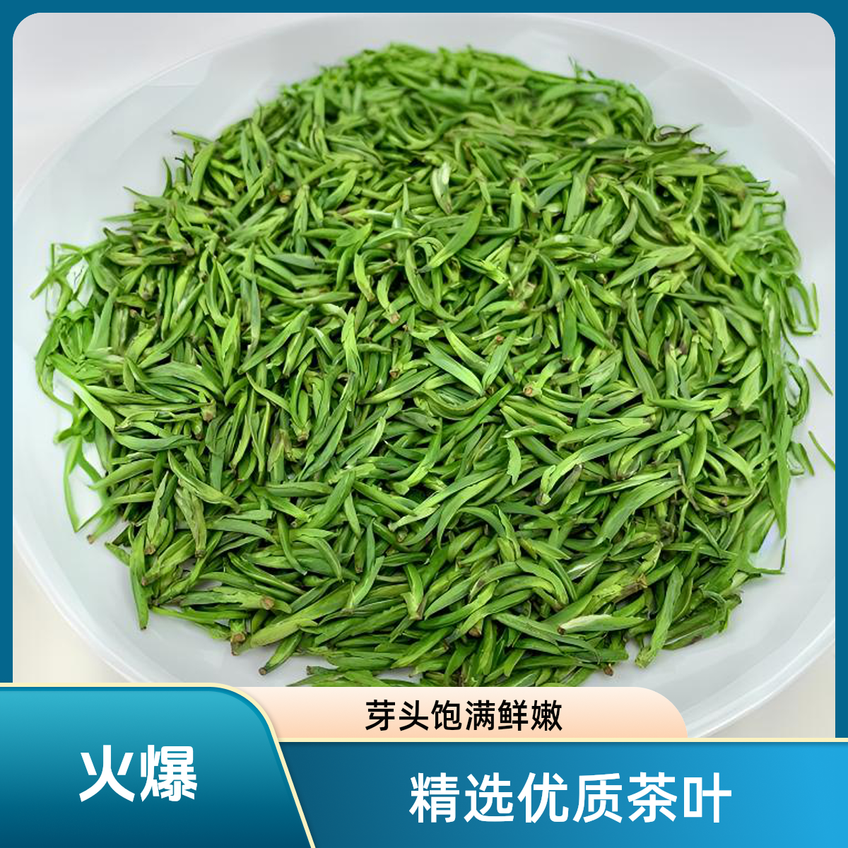【新茶上市】2025年高山头采雀舌茶叶鲜香鲜爽回甘送礼佳品