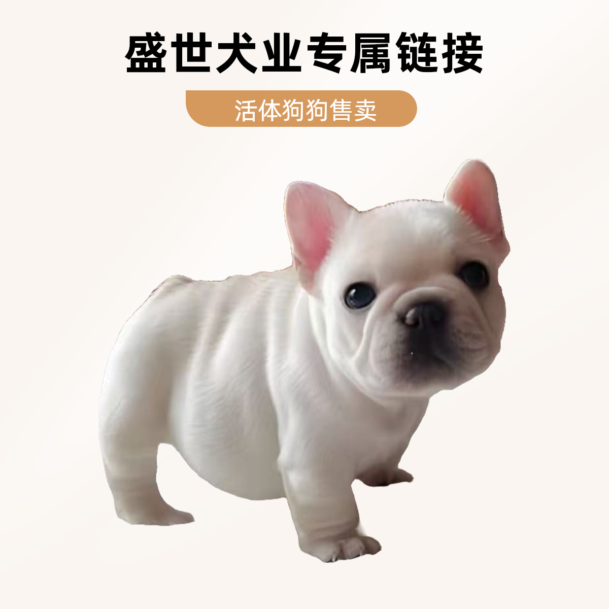 盛世犬业专属活体狗狗链接
