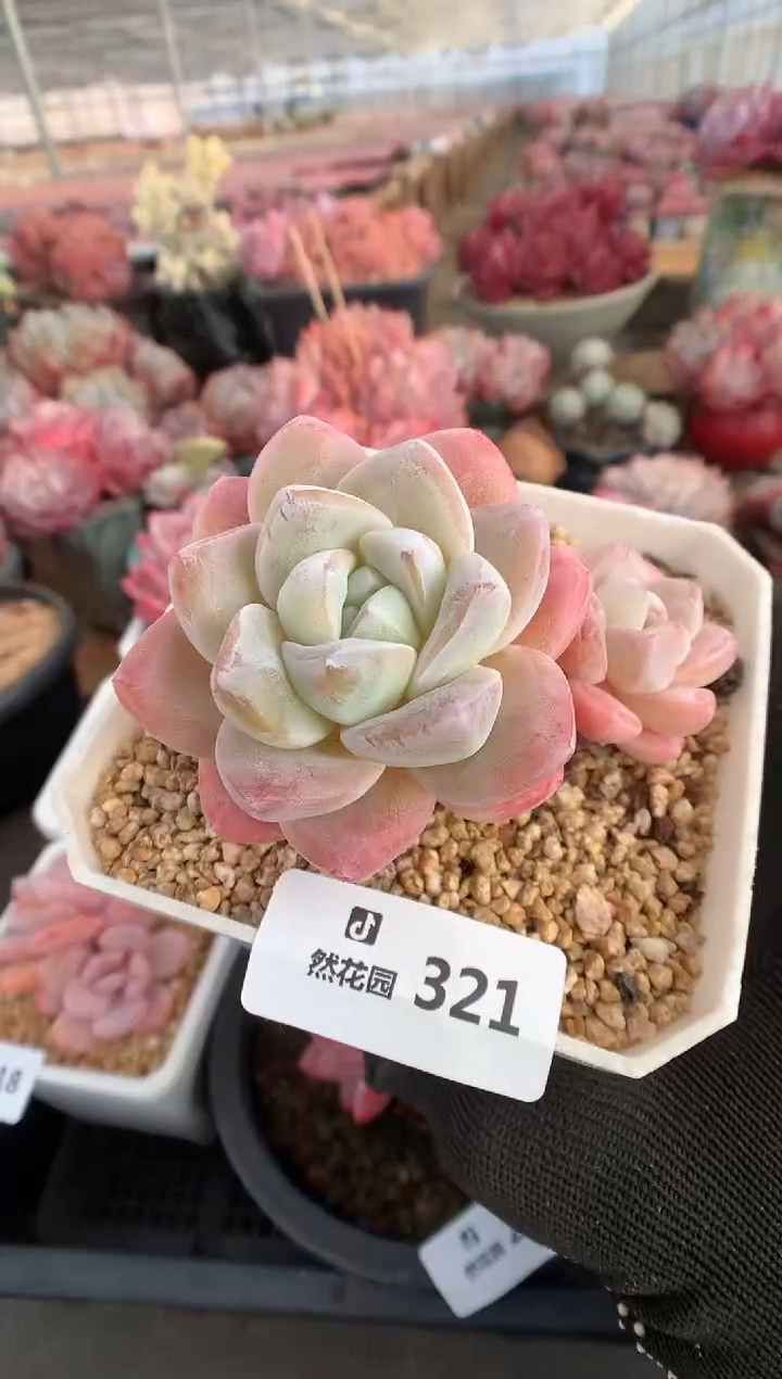 321冰玉多肉植物一物一拍