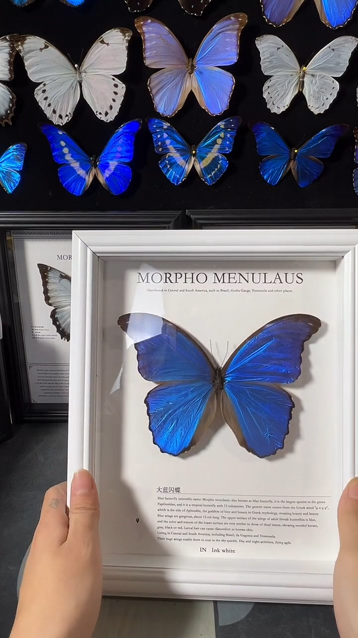 大蓝闪蝶欧版相框