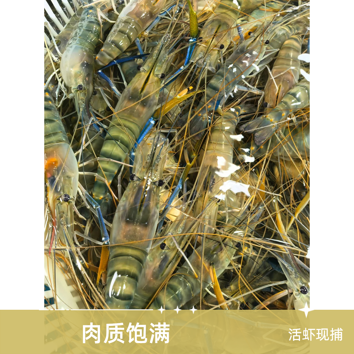 鲜活淡水罗氏虾  肉质肉质饱满（每只都是活发）