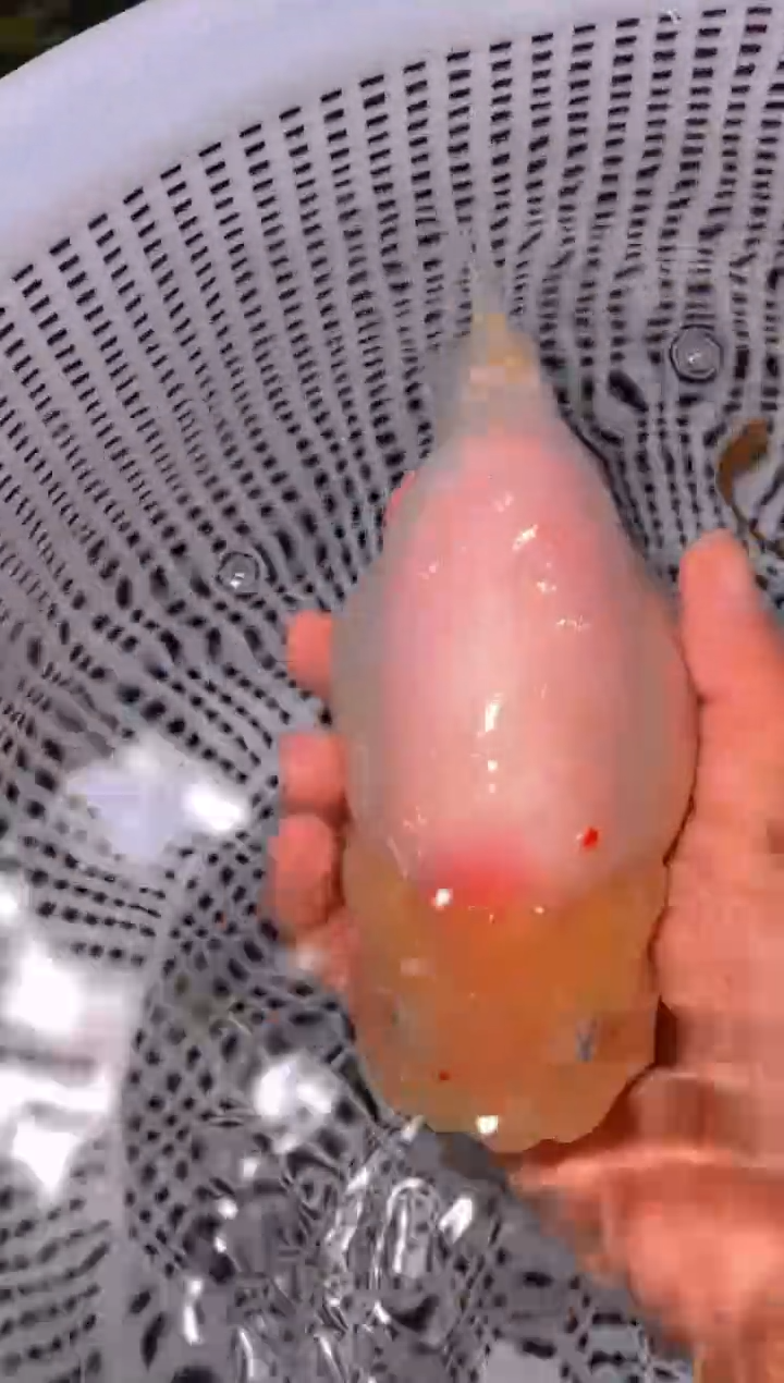 金鱼（运费到付，马印灯下展示）福州追鱼兰寿金鱼