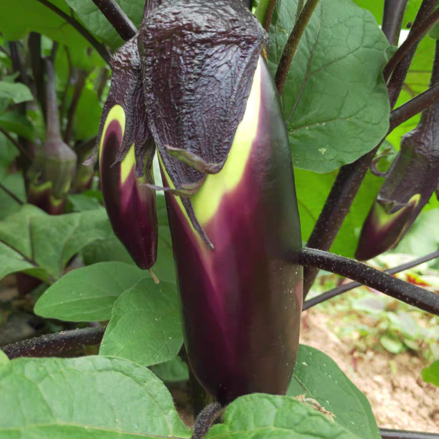 老品种紫皮茄子种子 农耕时代遗留可留种