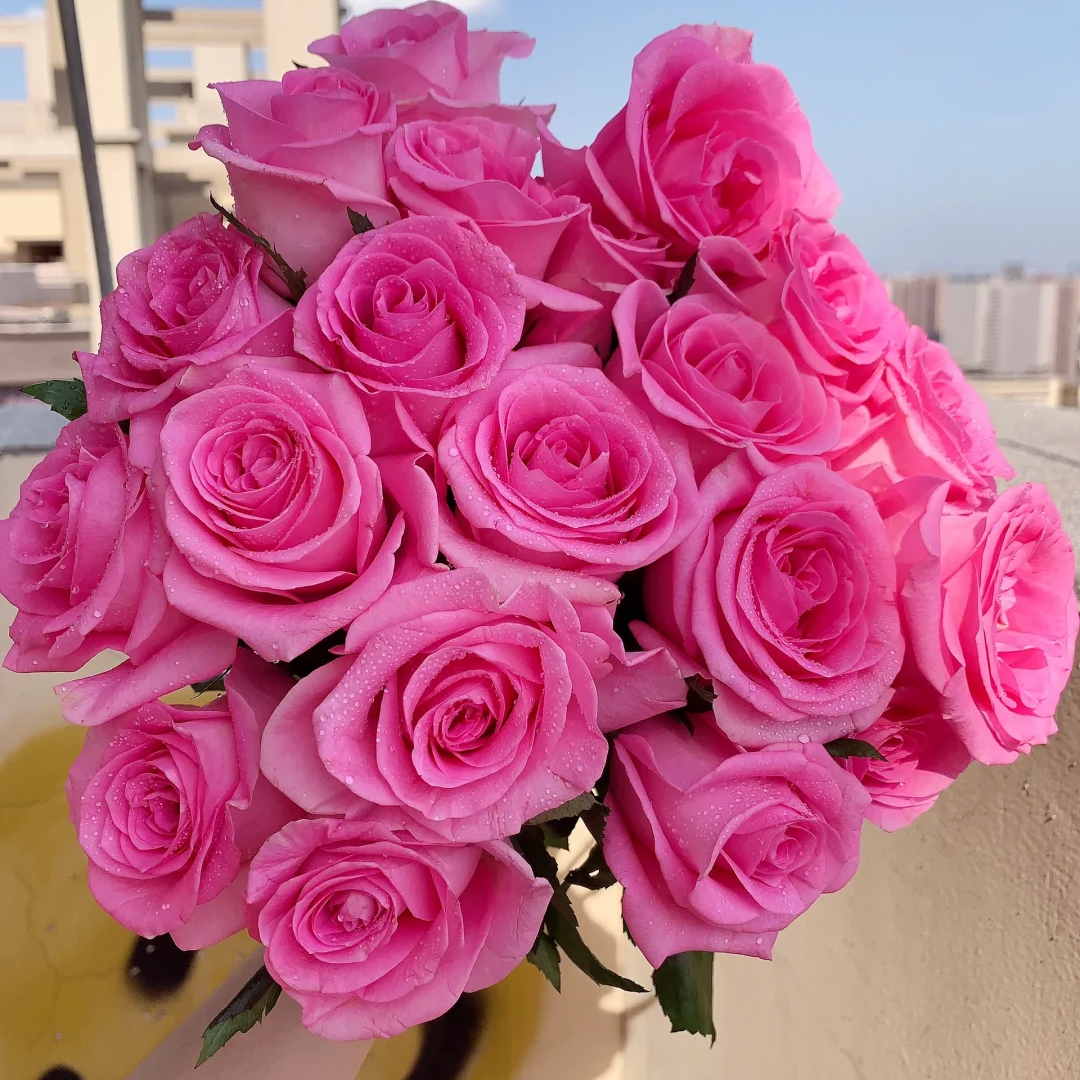 【只发新疆】苏醒玫瑰16枝（多给4枝售后）