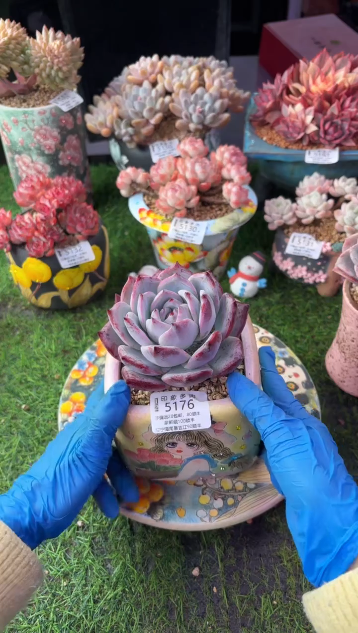昆明印象多肉5176