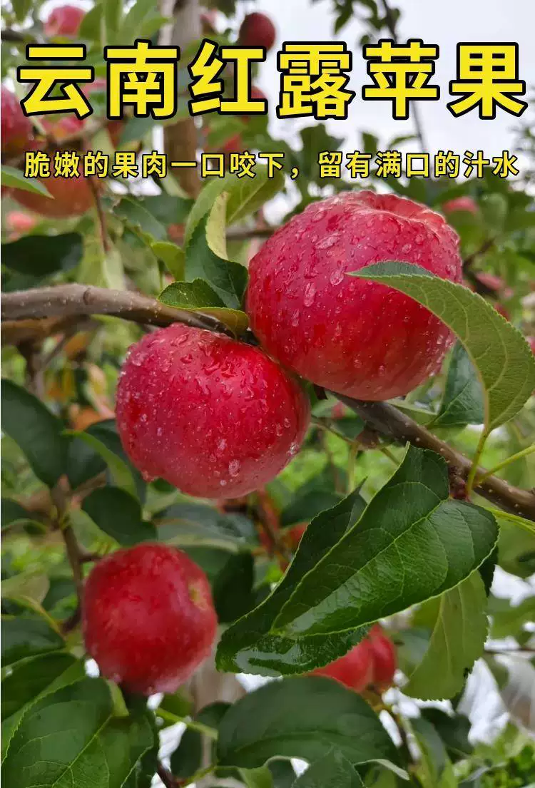 云南昭通新鲜红露樱桃小苹果孕妇水果2/4斤