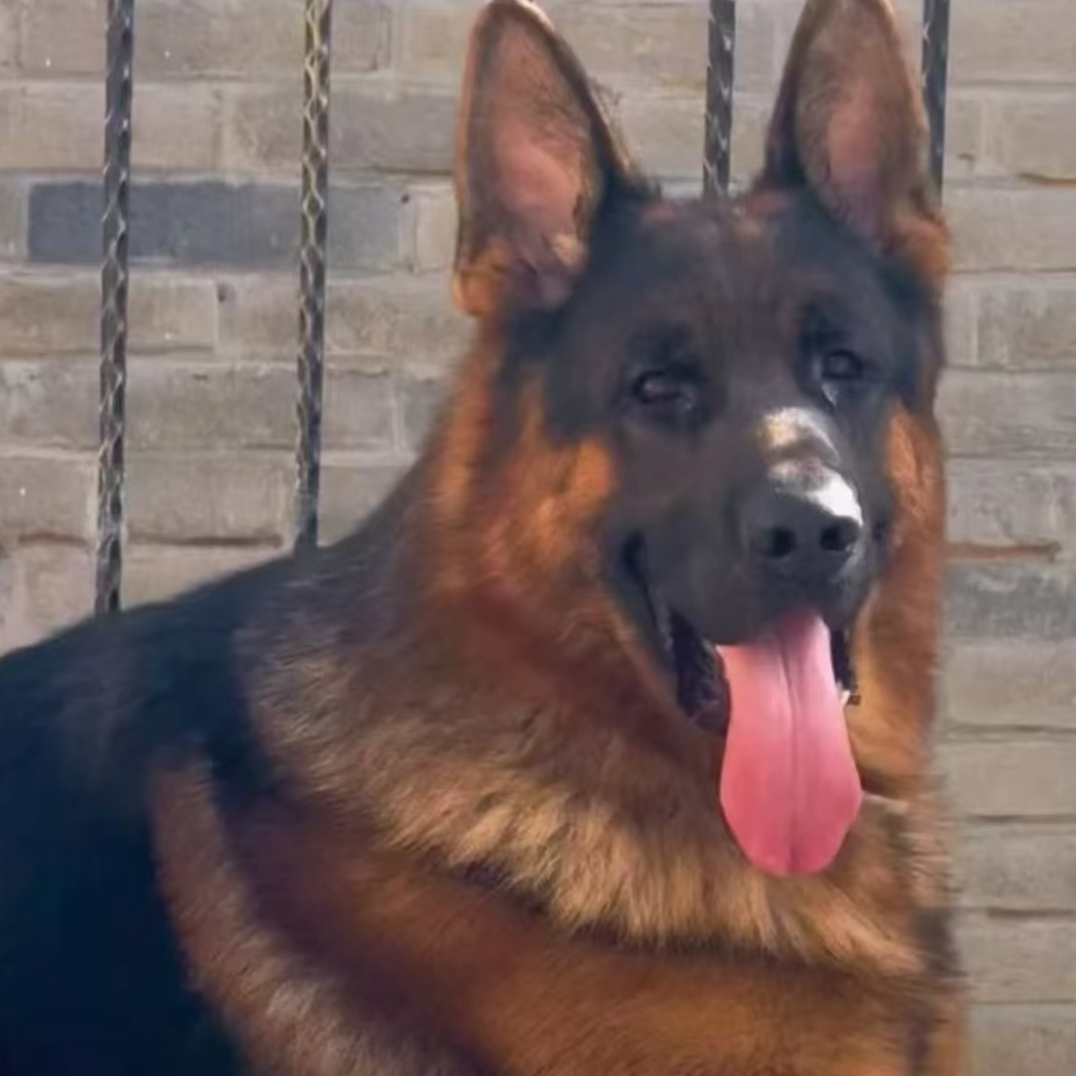 博野县小星德牧活体链接