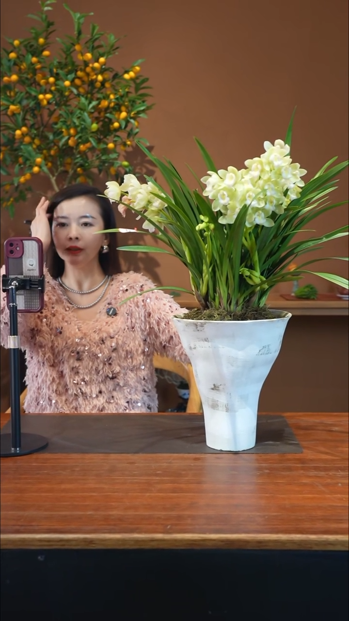 全部花朵白玉香兰白盆盆景盆景