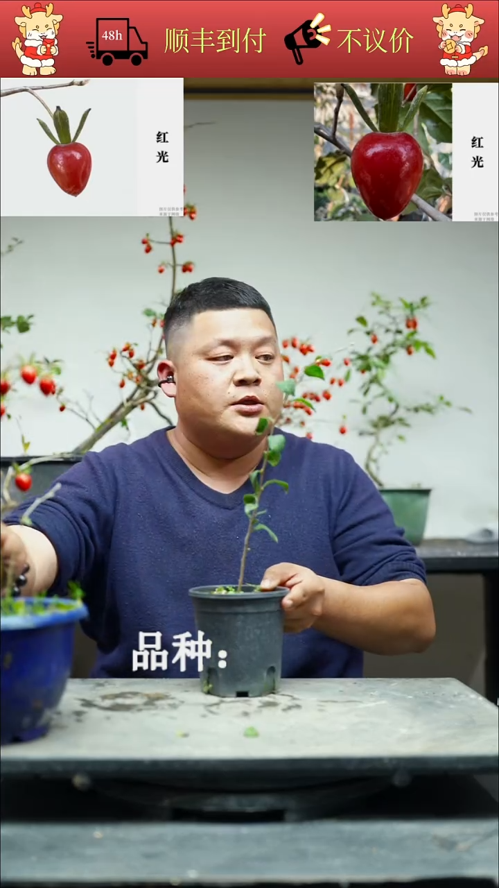 无花朵江****城/60顺丰包邮/251115/5/红光
