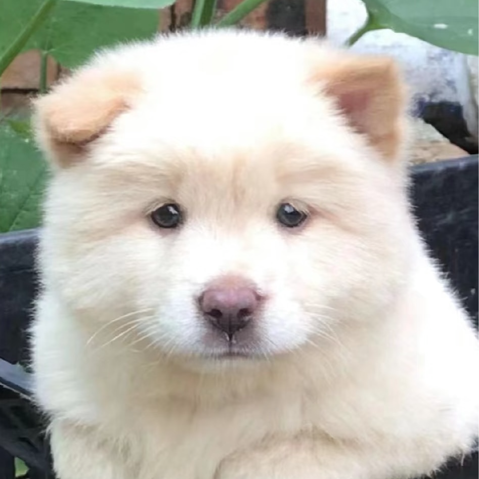 广西发货-中华田园犬白土松，黄狗白面，五红，五黑，等小狗狗幼犬