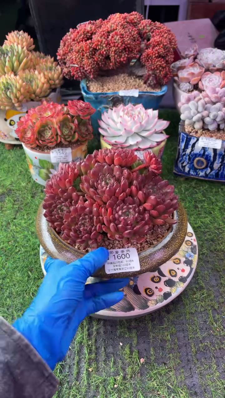 昆明印象多肉1600