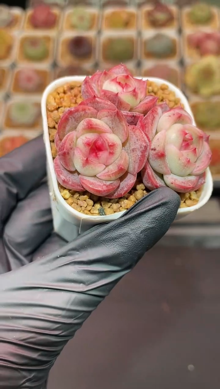 闪购196 奶油云朵多肉一颗 