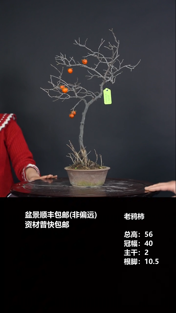 无花朵卜*老鸦柿-G6237